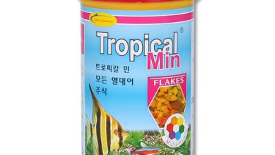 🐠 초보도 OK! 예쁜 열대어 종류 추천 & 꿀팁 대방출 (할인 정보 포함!)